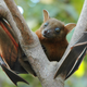 Greater short-nosed fruit bat. (Image: Wikimedia)